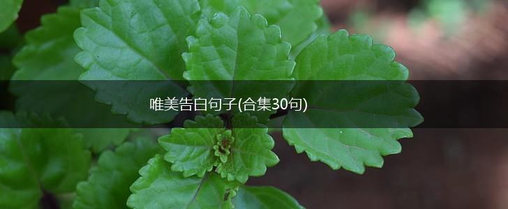 唯美告白句子(合集30句),第1张