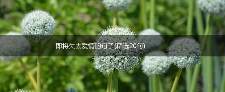 即将失去爱情的句子(精选20句),第1张