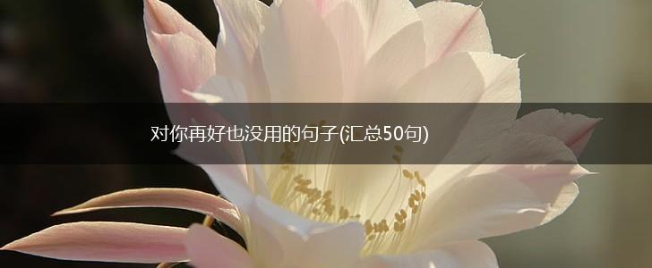对你再好也没用的句子(汇总50句),第1张