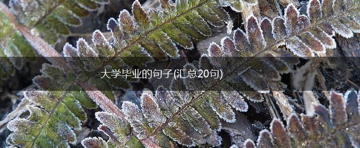 大学毕业的句子(汇总20句),第1张