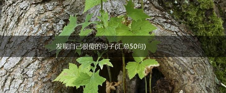 发现自己很傻的句子(汇总50句),第1张