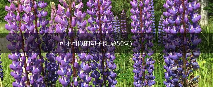可不可以的句子(汇总50句),第1张