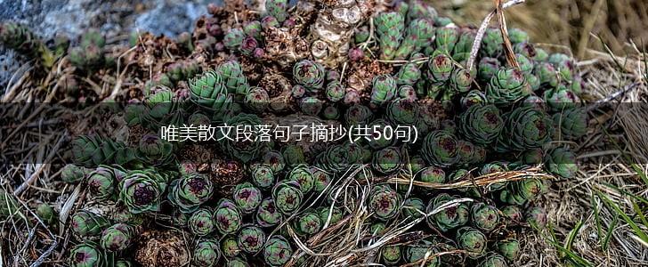 唯美散文段落句子摘抄(共50句),第1张