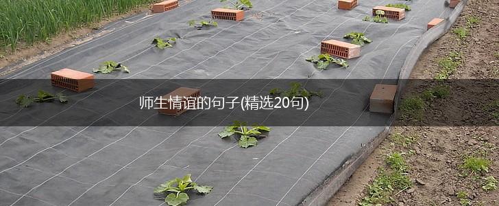 师生情谊的句子(精选20句),第1张