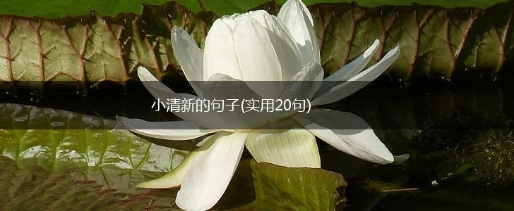 小清新的句子(实用20句),第1张