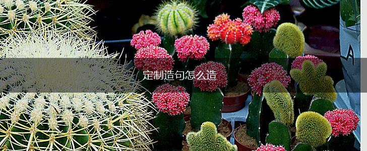 定制造句怎么造,第1张