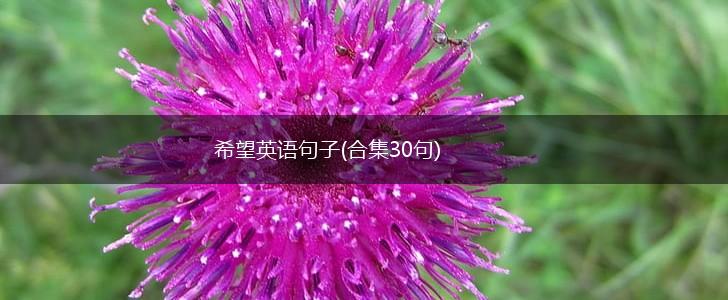 希望英语句子(合集30句),第1张