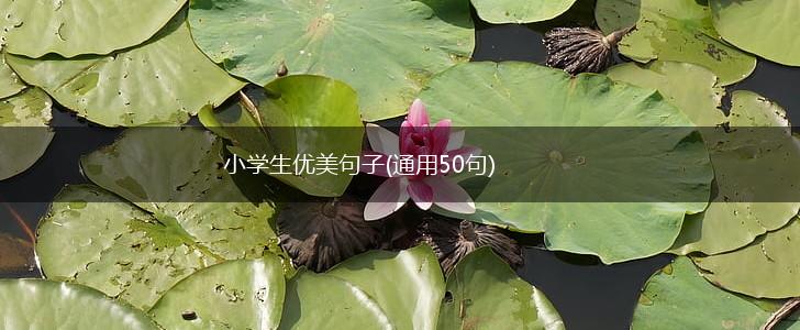 小学生优美句子(通用50句),第1张