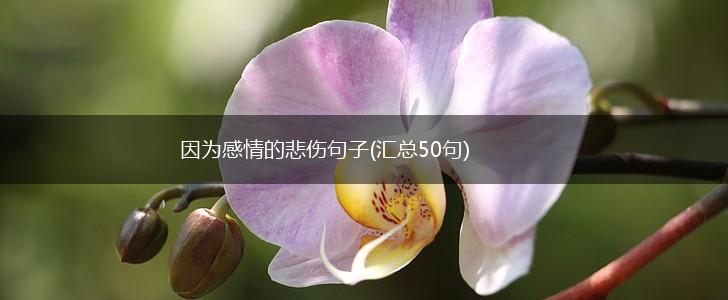 因为感情的悲伤句子(汇总50句),第1张