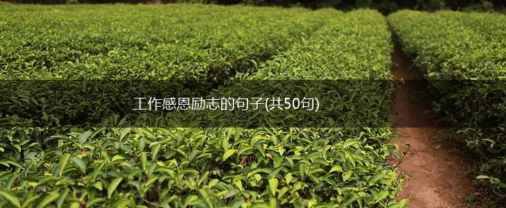 工作感恩励志的句子(共50句),第1张