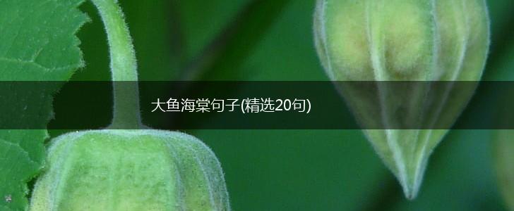 大鱼海棠句子(精选20句),第1张