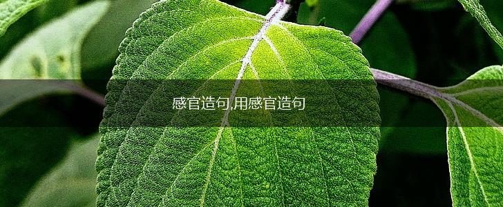 感官造句,用感官造句,第1张 感官造句,用感官造句,第1张