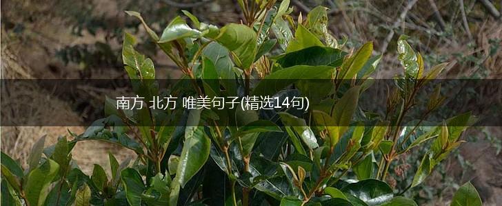 南方 北方 唯美句子(精选14句),第1张