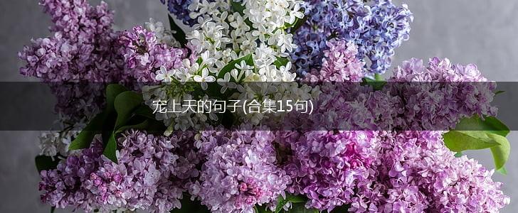 宠上天的句子(合集15句),第1张