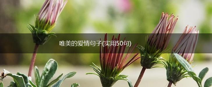 唯美的爱情句子(实用50句),第1张