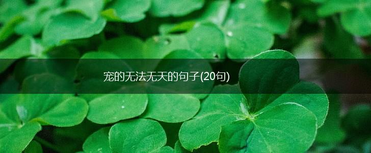宠的无法无天的句子(20句),第1张