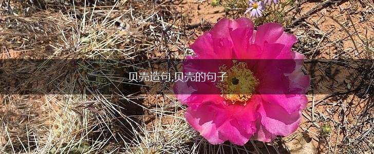 贝壳造句,贝壳的句子,第1张