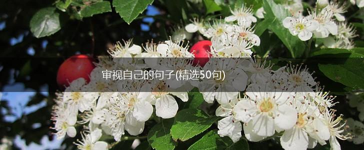 审视自己的句子(精选50句),第1张