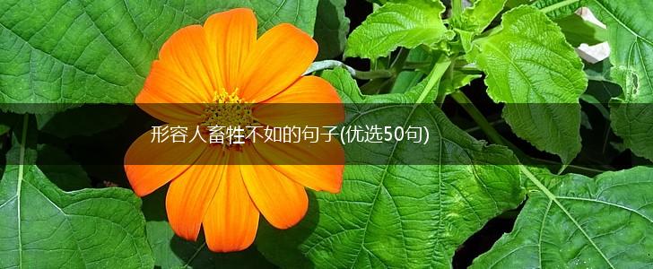 形容人畜牲不如的句子(优选50句),第1张