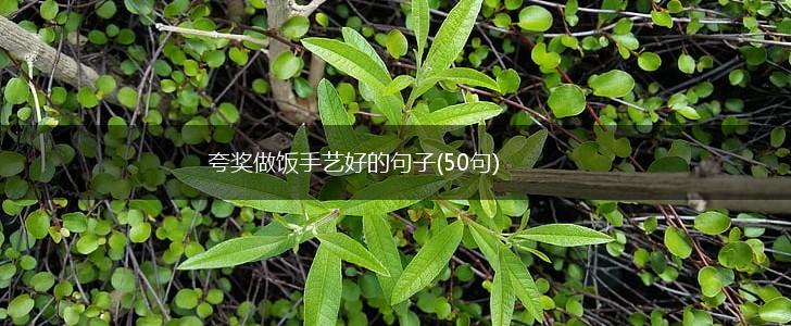 夸奖做饭手艺好的句子(50句),第1张