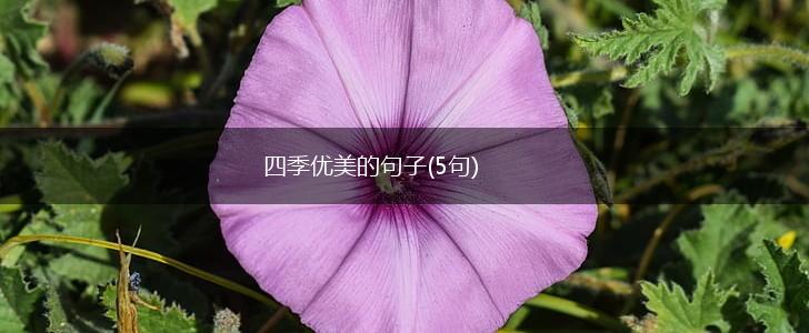 四季优美的句子(5句),第1张