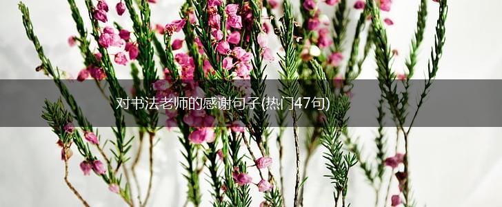 对书法老师的感谢句子(热门47句),第1张