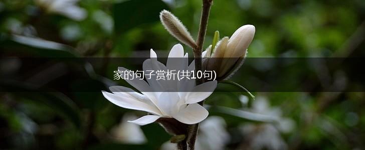家的句子赏析(共10句),第1张