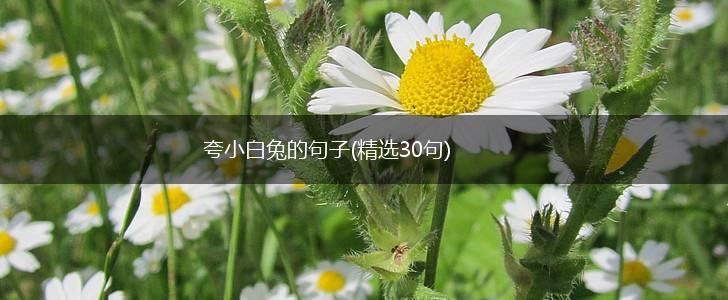 夸小白兔的句子(精选30句),第1张