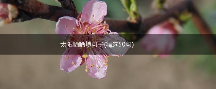 太阳晒晒填句子(精选50句),第1张