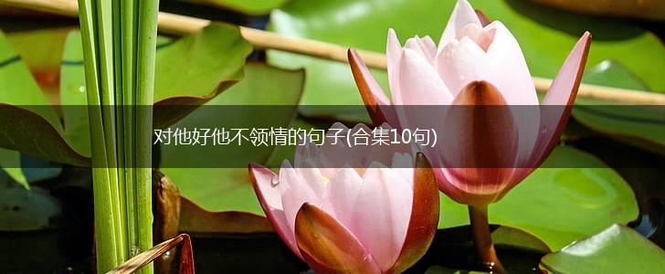 对他好他不领情的句子(合集10句),第1张