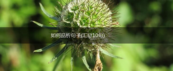 如何品析句子(汇总10句),第1张