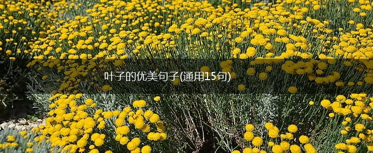 叶子的优美句子(通用15句),第1张