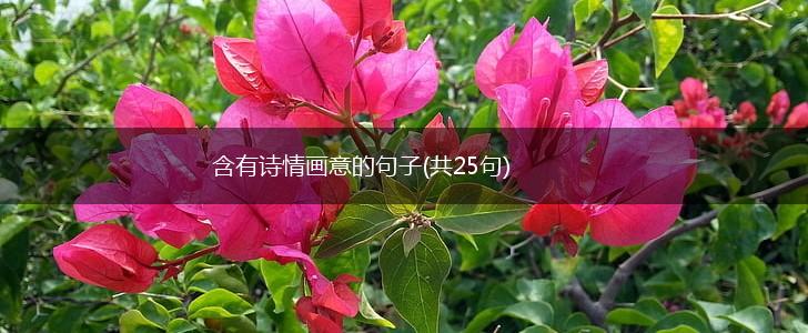含有诗情画意的句子(共25句),第1张
