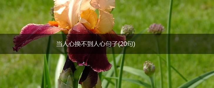 当人心换不到人心句子(20句),第1张