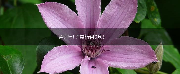 哲理句子赏析(40句),第1张