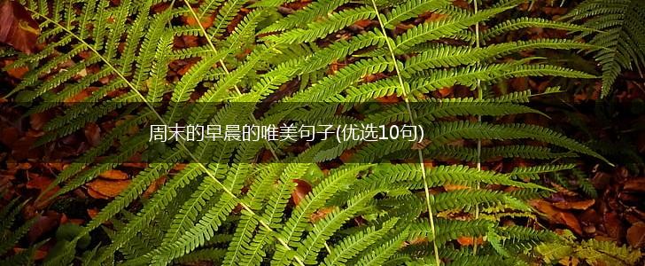 周末的早晨的唯美句子(优选10句),第1张