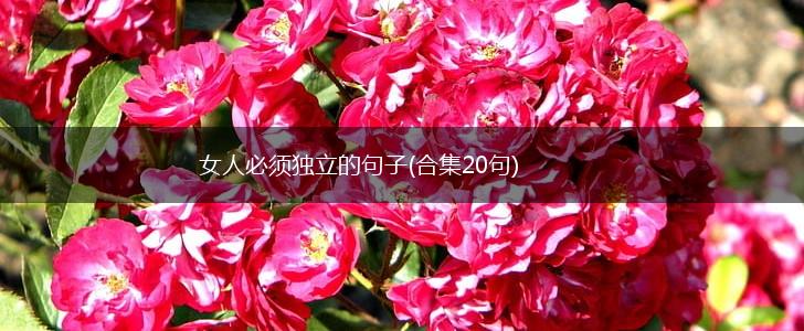女人必须独立的句子(合集20句),第1张