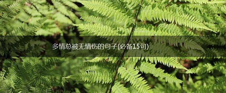 多情总被无情伤的句子(必备15句),第1张