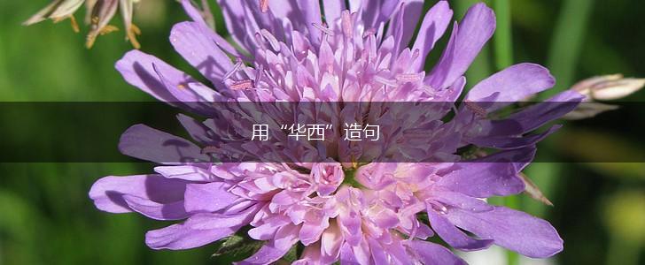 用“华西”造句,第1张 用“华西”造句,第1张