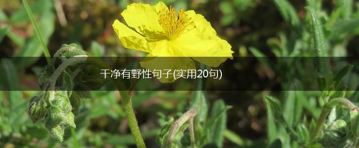 干净有野性句子(实用20句),第1张