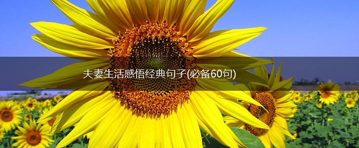 夫妻生活感悟经典句子(必备60句),第1张