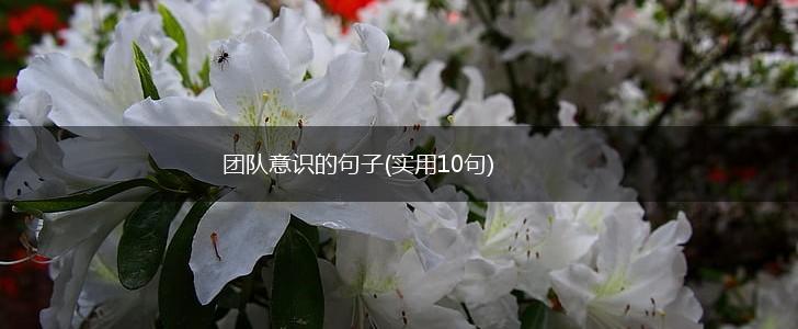 团队意识的句子(实用10句),第1张