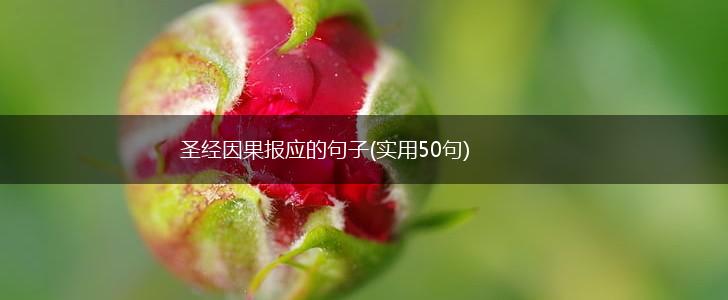 圣经因果报应的句子(实用50句),第1张