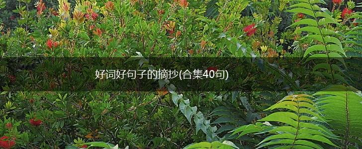 好词好句子的摘抄(合集40句),第1张