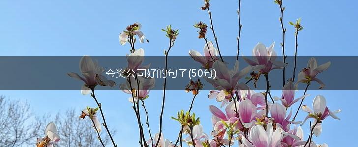 夸奖公司好的句子(50句),第1张