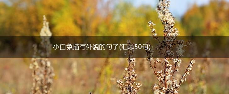 小白兔描写外貌的句子(汇总50句),第1张
