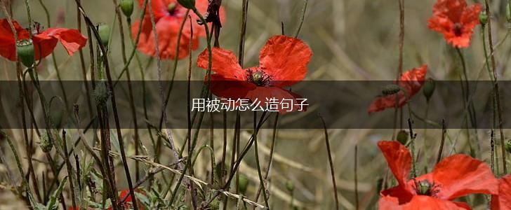 用被动怎么造句子,第1张