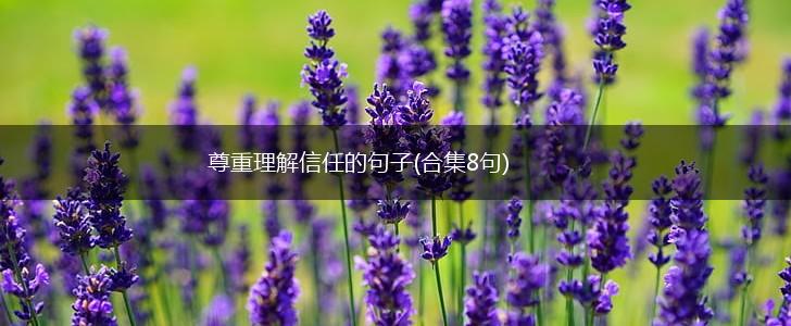 尊重理解信任的句子(合集8句),第1张