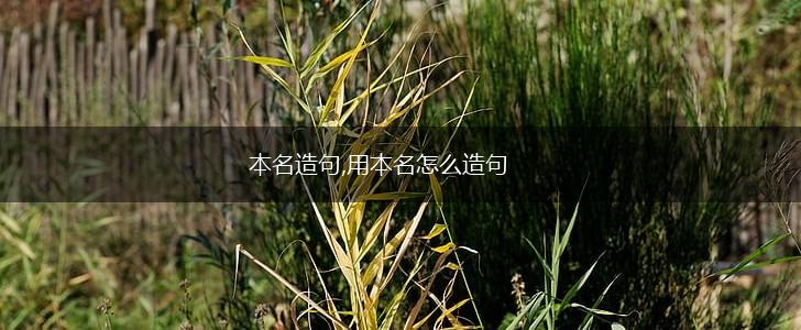 本名造句,用本名怎么造句,第1张