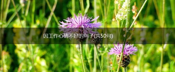 因工作心情不好的句子(共50句),第1张